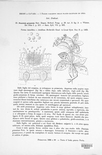 Puccinia graminis image